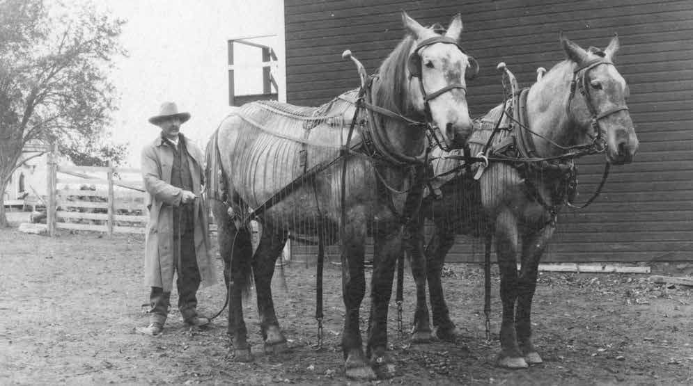Team of horses